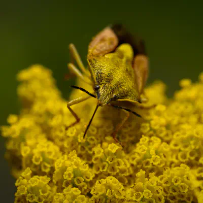 Beerenwanze