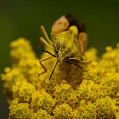 Beerenwanze