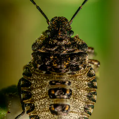 Beerenwanze