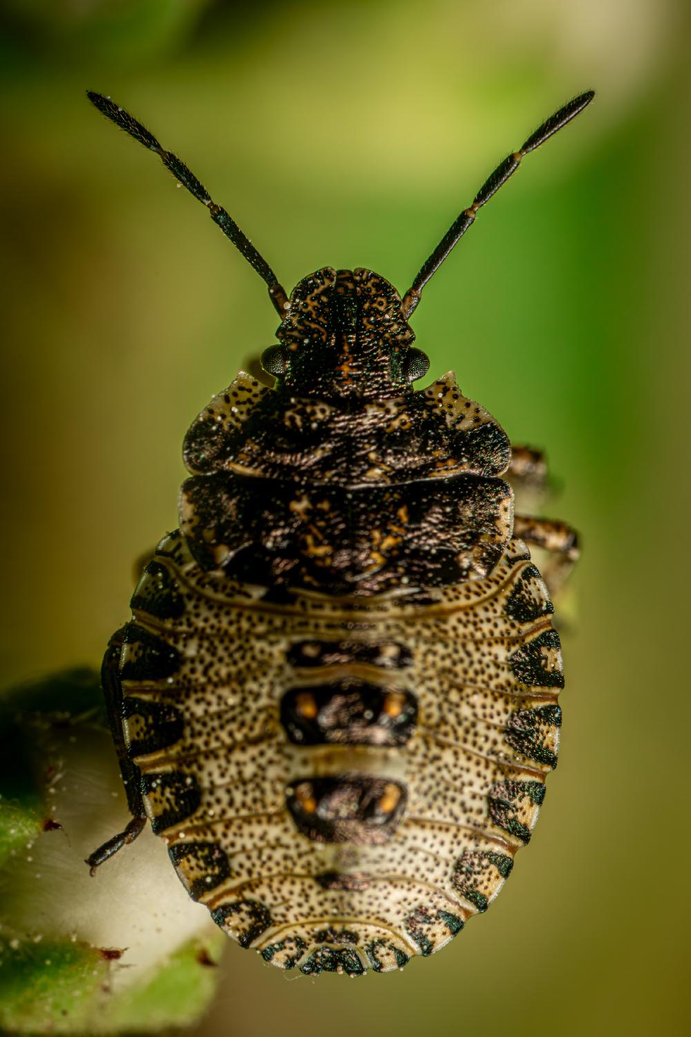March 20, 2024 – Issue No. 215
– Issue No. 215: “Sloe Bug“ Sloe Bug