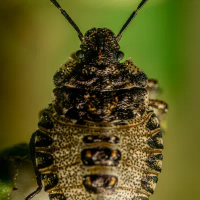 Sloe Bug