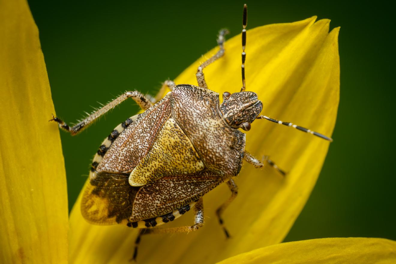 Sloe Bug – No. 3