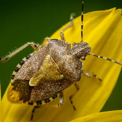 Sloe Bug