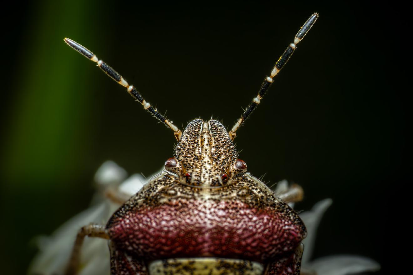 Sloe Bug – No. 4