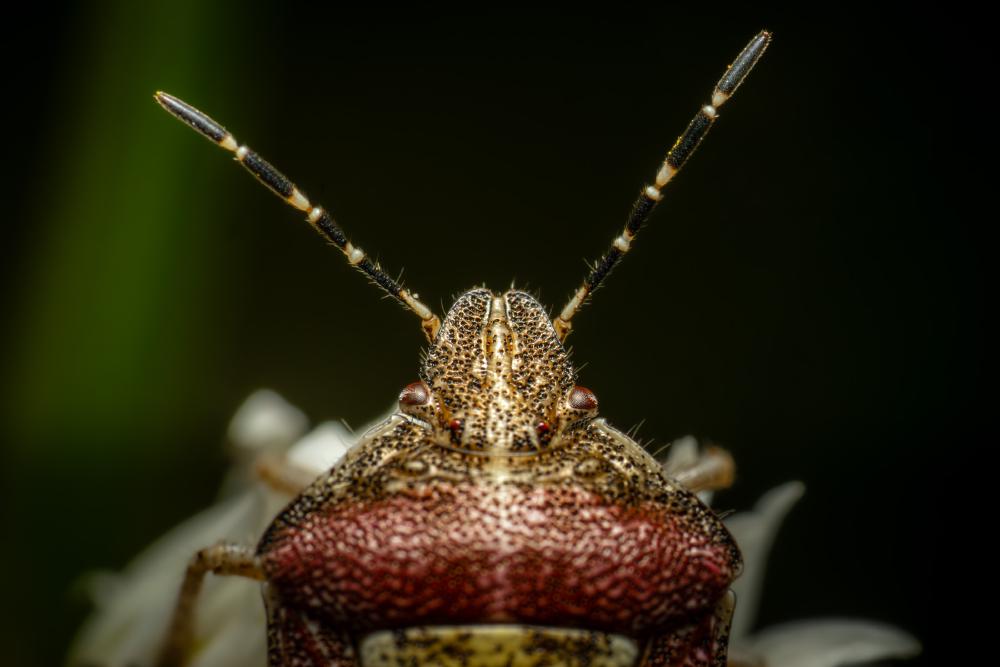 January 26, 2024 – Issue No. 161
– Issue No. 161: “Sloe Bug“ Sloe Bug