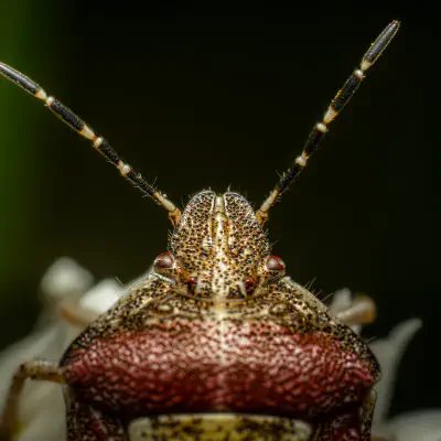 Beerenwanze