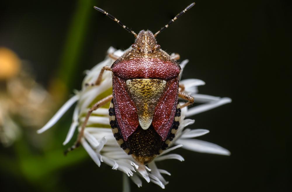 January 2, 2025 – Issue No. 503
– Issue No. 503: “Sloe Bug“ Sloe Bug