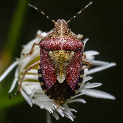 Beerenwanze