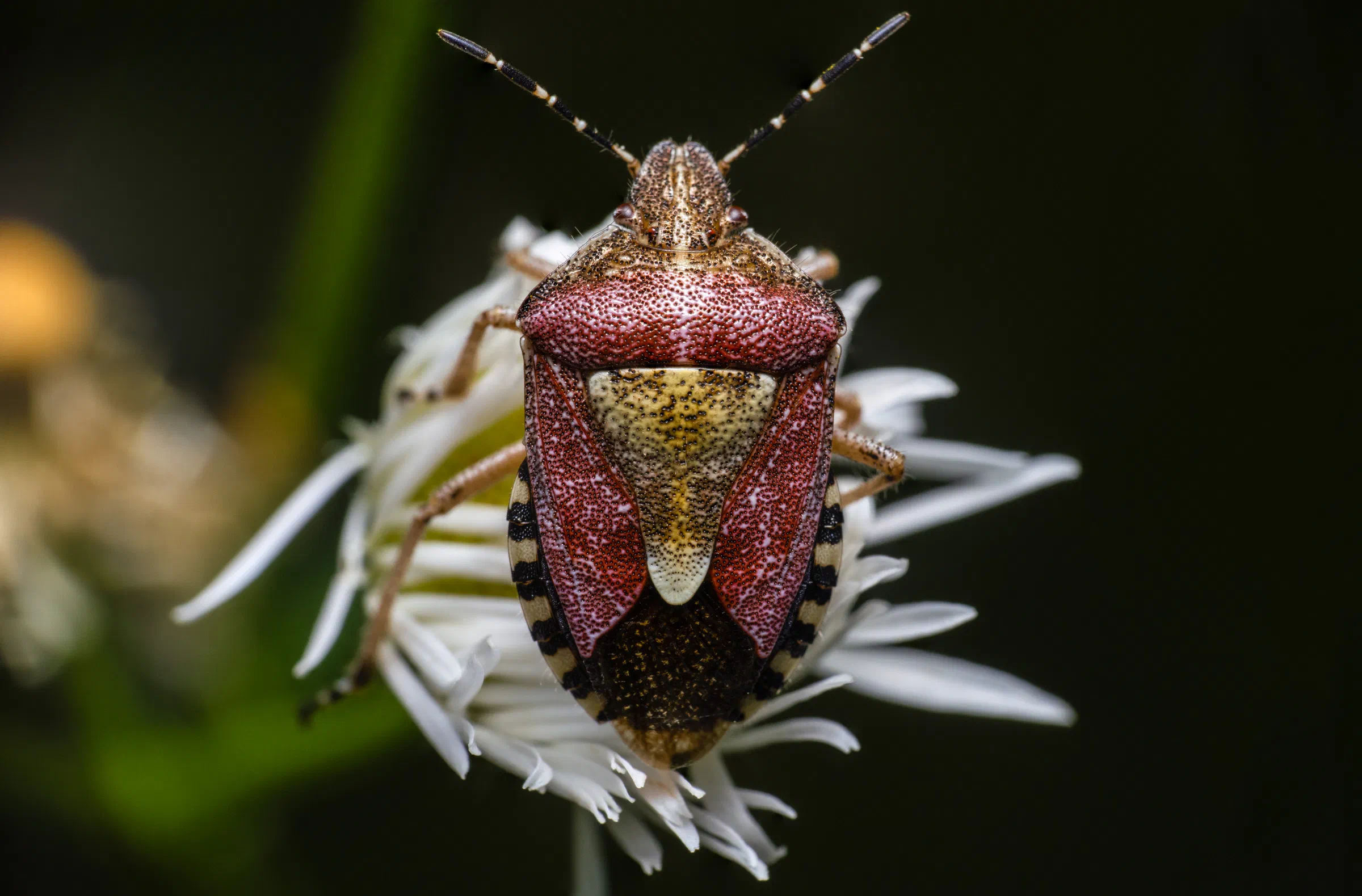 Sloe Bug