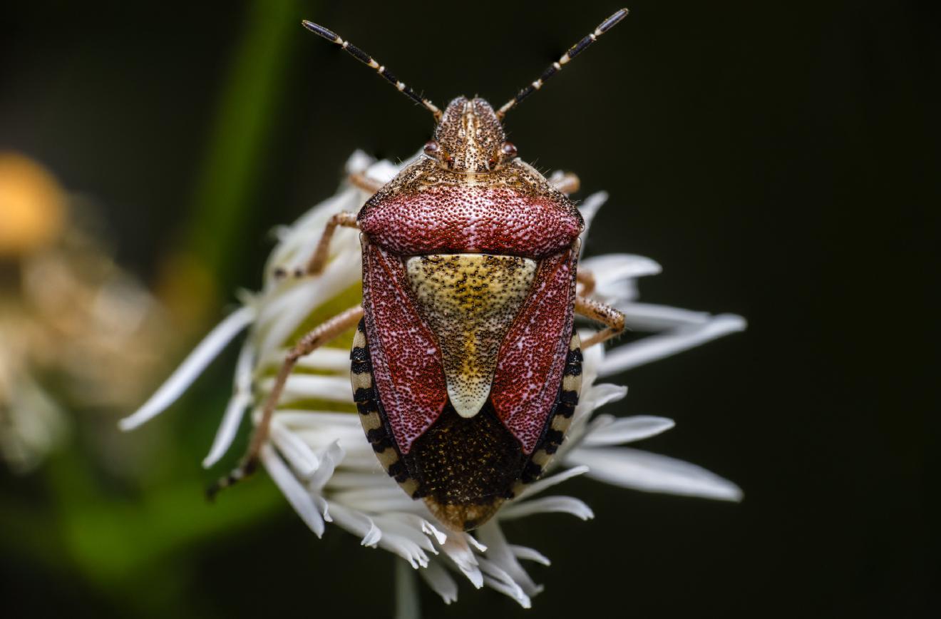 Sloe Bug – No. 5