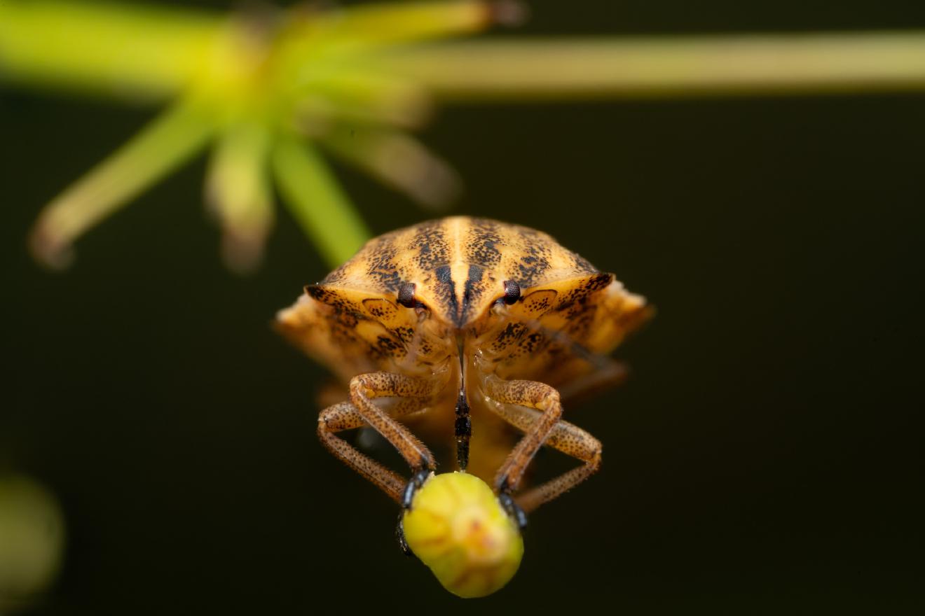 Sloe Bug – No. 6