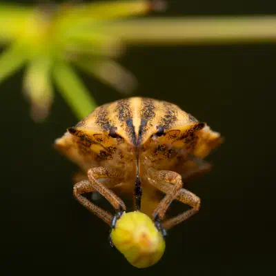 Sloe Bug