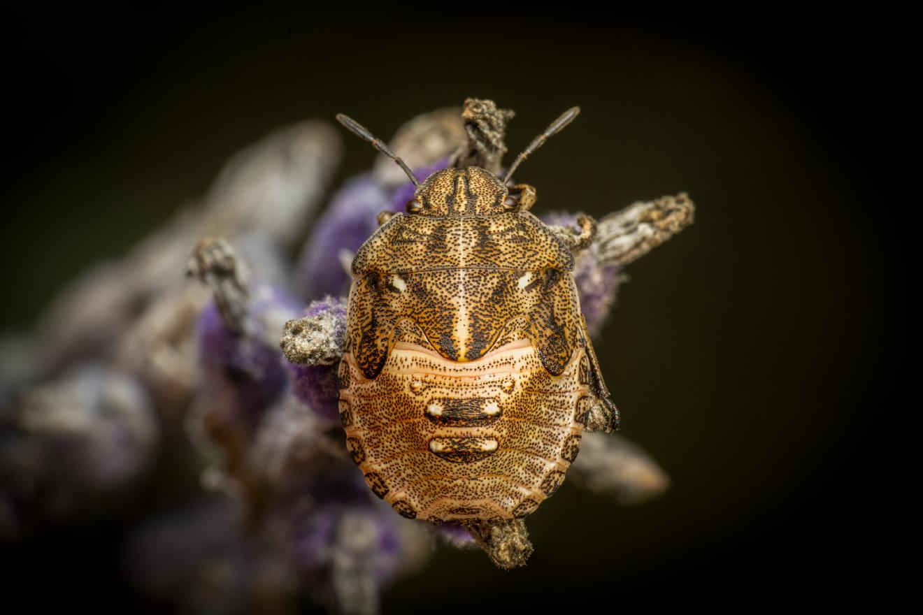 Sloe Bug – No. 7