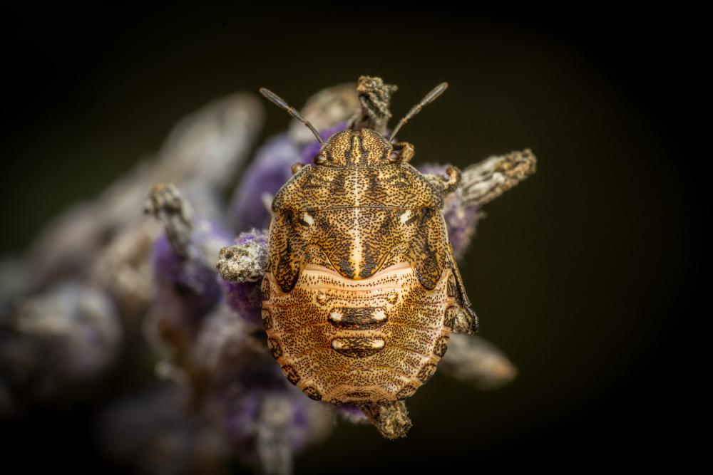 January 27, 2024 – Issue No. 162
– Issue No. 162: “Sloe Bug“ Sloe Bug