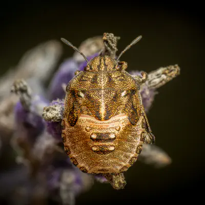 Beerenwanze