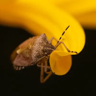 Sloe Bug