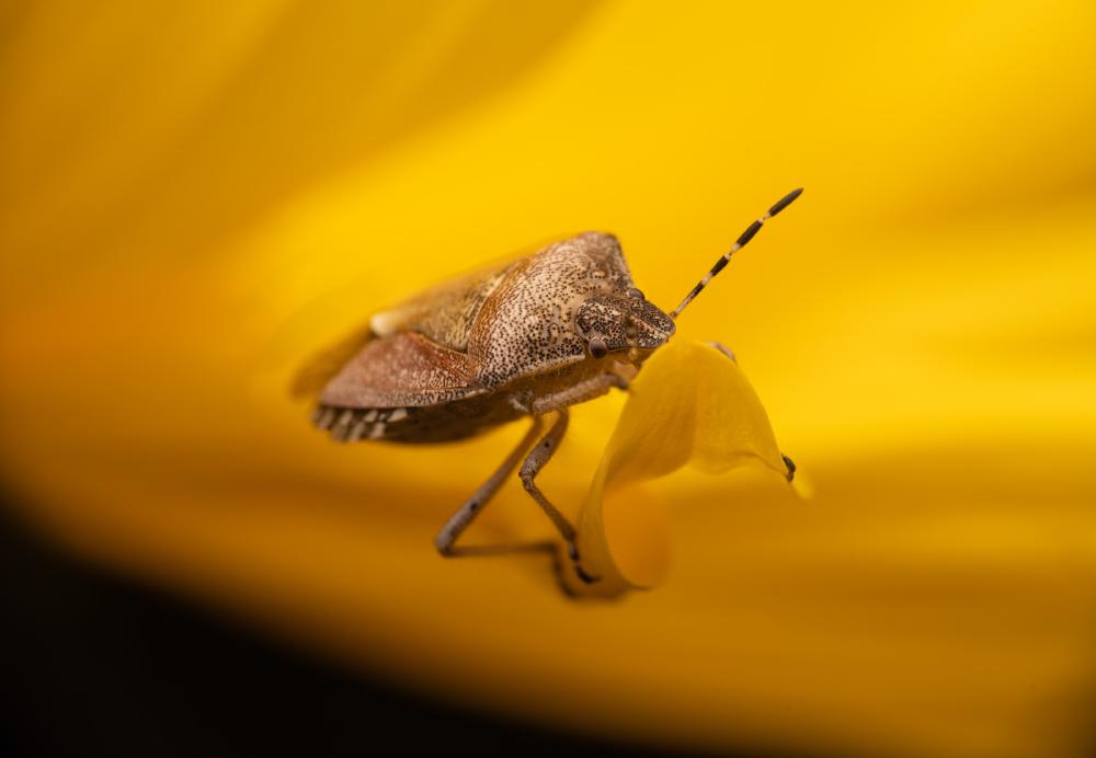 March 2, 2025 – Issue No. 562
– Issue No. 562: “Sloe Bug“ Sloe Bug