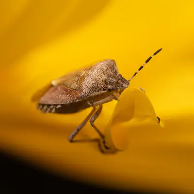 Beerenwanze