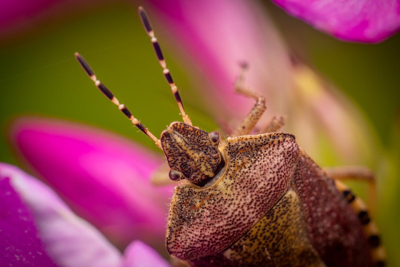Sloe Bug – No. 11