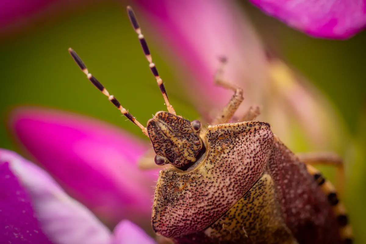 Sloe Bug – No. 11