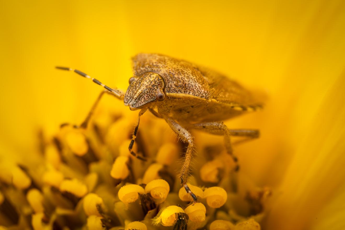 Sloe Bug – No. 12