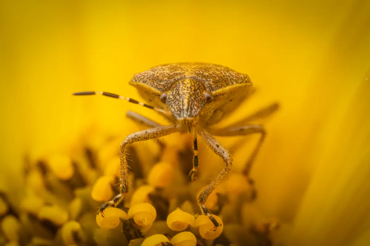 Sloe Bug – No. 13