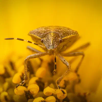 Beerenwanze