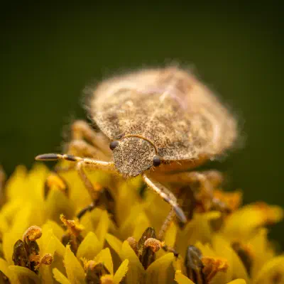 Sloe Bug
