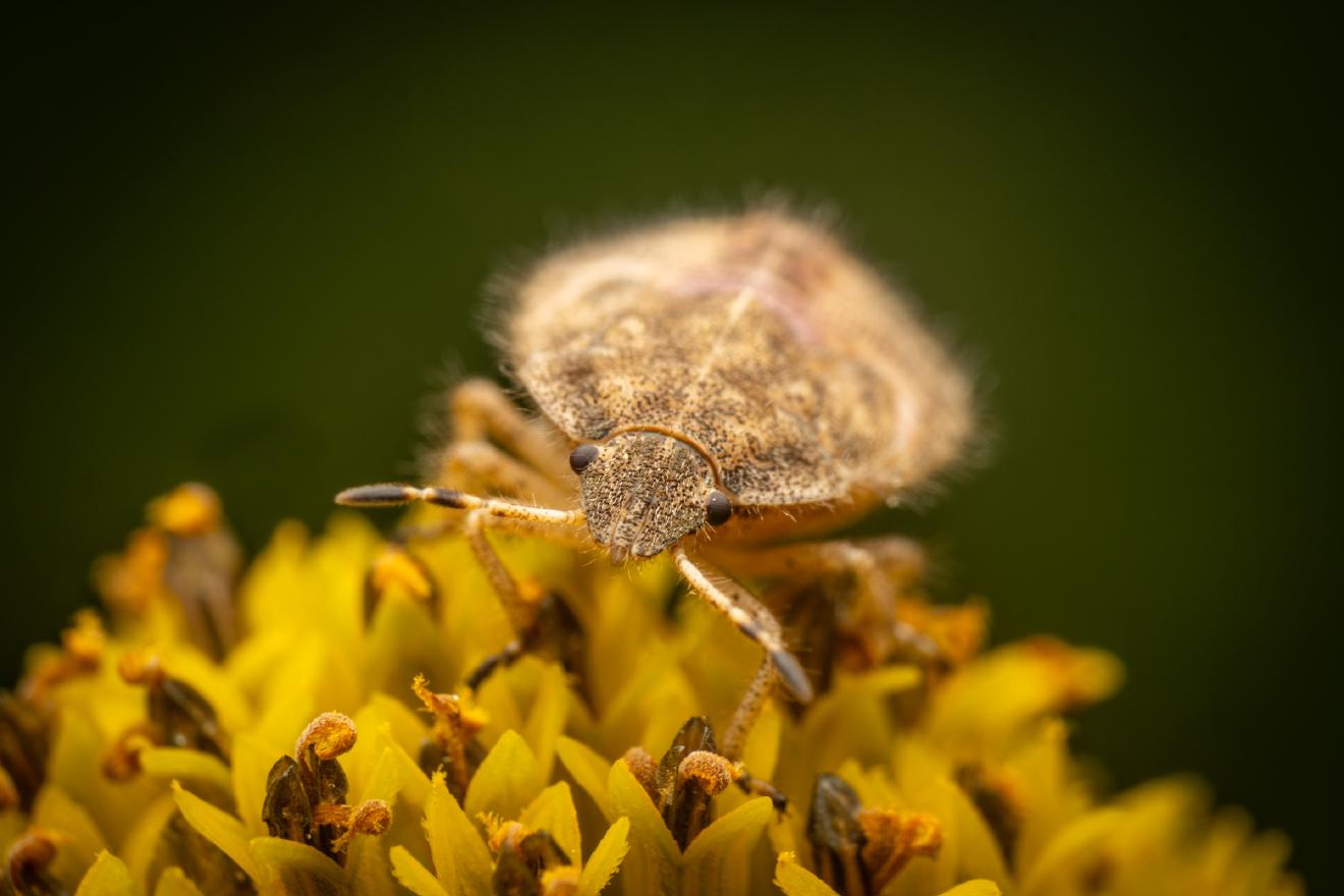 Sloe Bug – No. 14