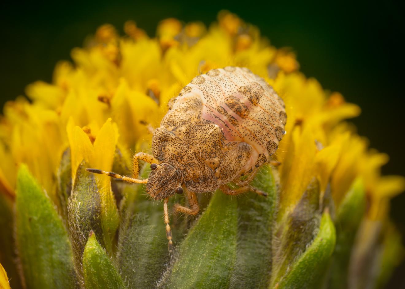 Sloe Bug – No. 15