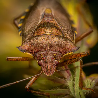 Stink Bugs