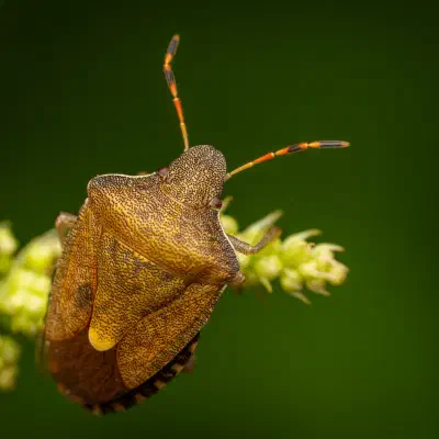 Peribalus strictus