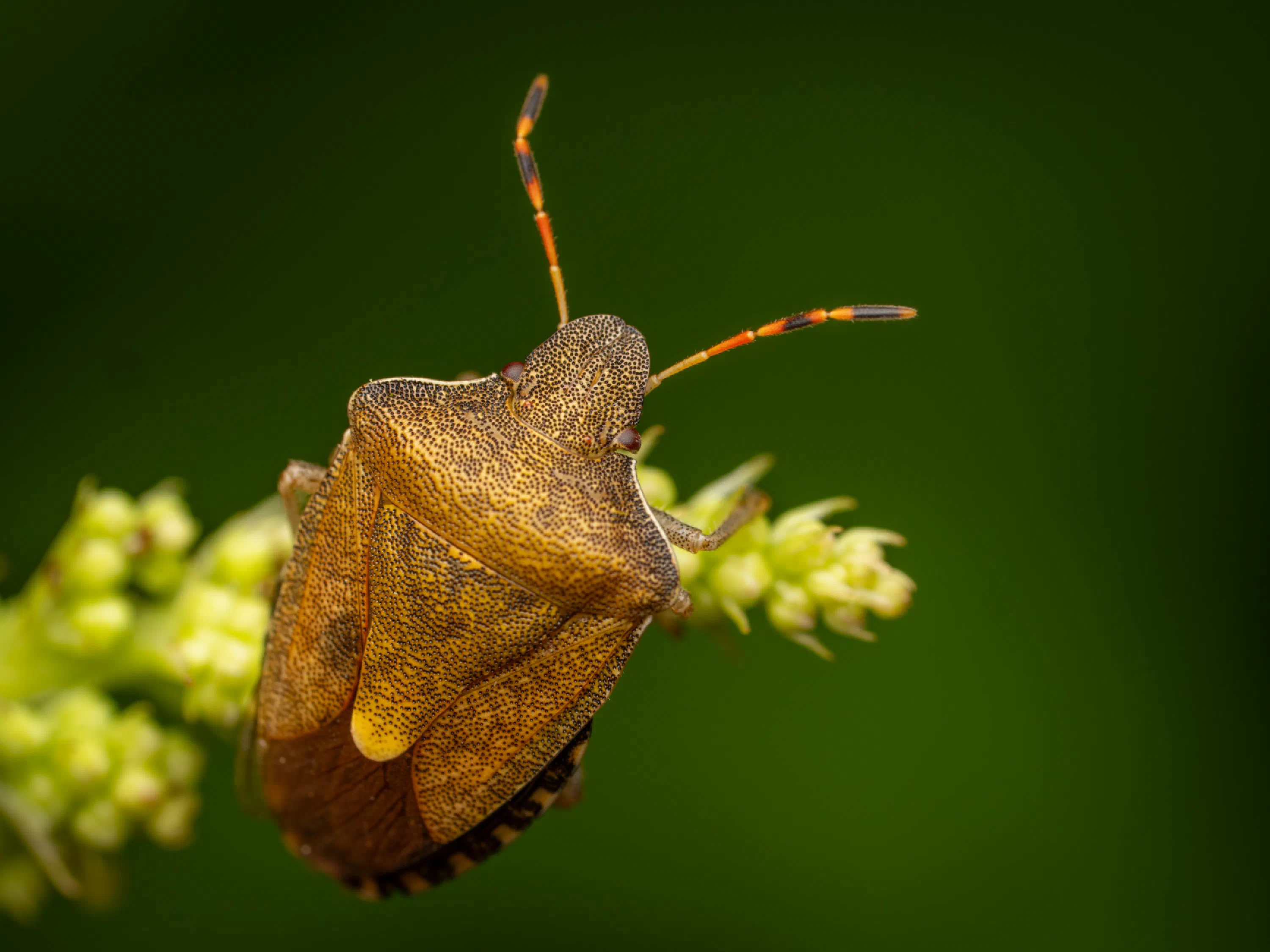 Peribalus strictus