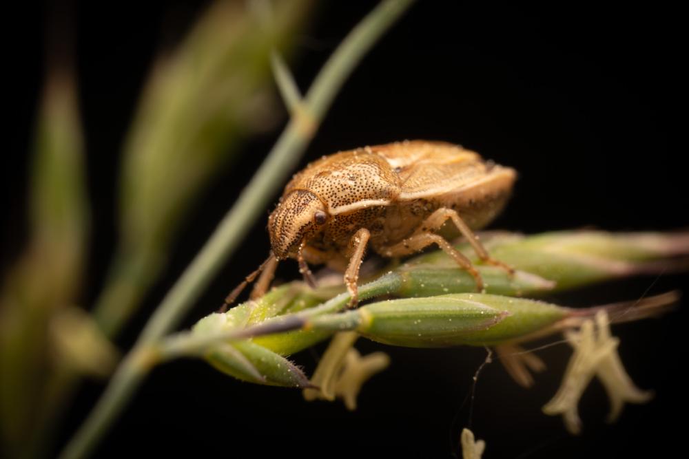 June 6, 2025 – Issue No. 658
– Issue No. 658: “Bishop's Mitre Shield Bug“ Bishop's Mitre Shield Bug