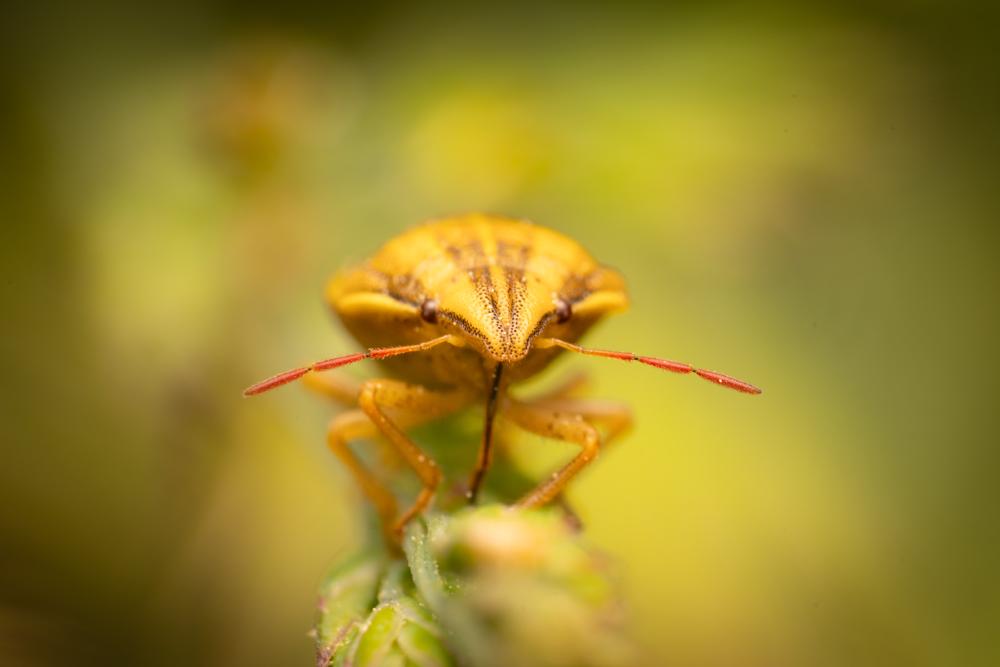 June 28, 2024 – Issue No. 315
– Issue No. 315: “Bishop's Mitre Shield Bug“ Bishop's Mitre Shield Bug