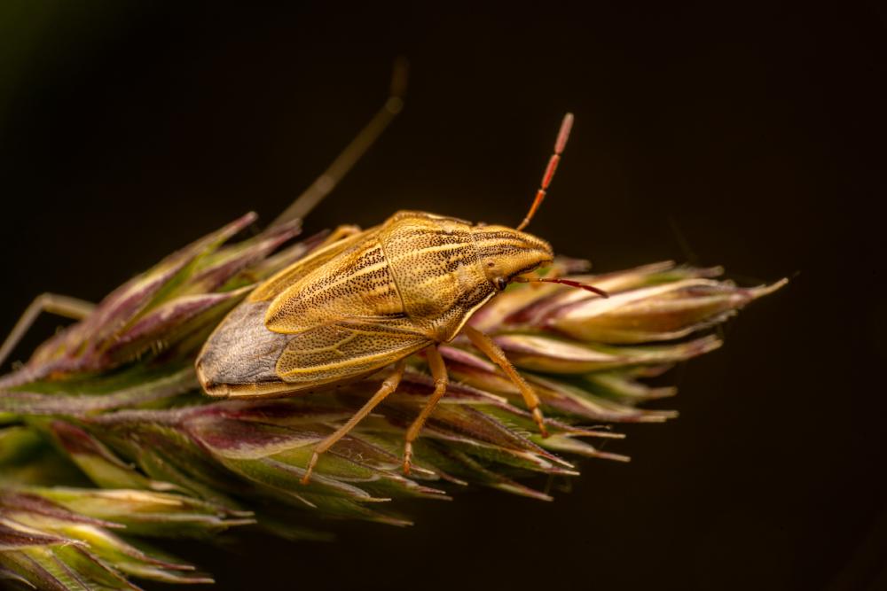 August 4, 2024 – Issue No. 352
– Issue No. 352: “Bishop's Mitre Shield Bug“ Bishop's Mitre Shield Bug