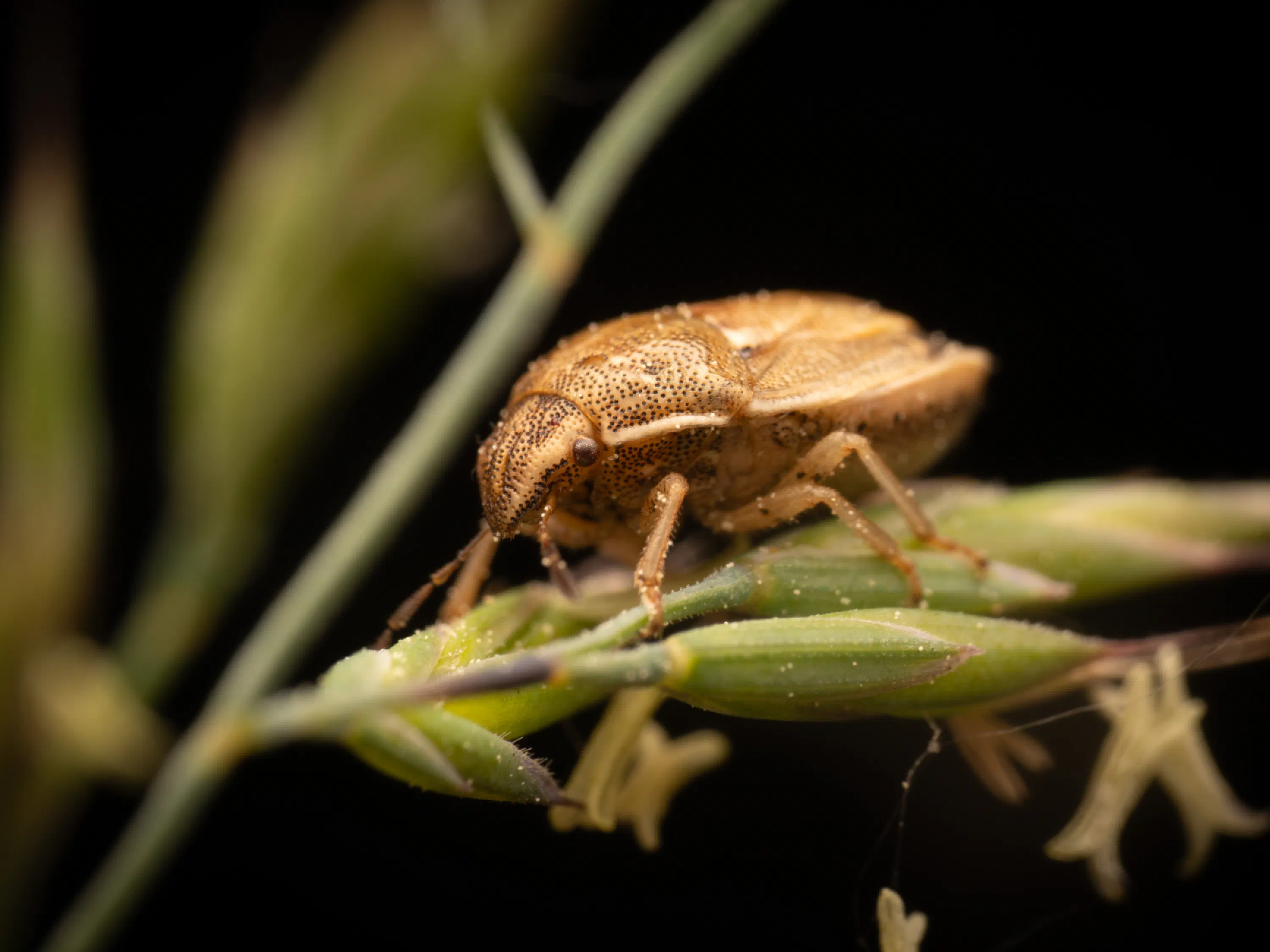 Aelia acuminata