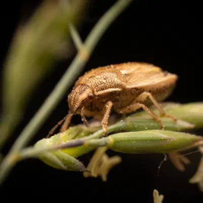 Aelia acuminata
