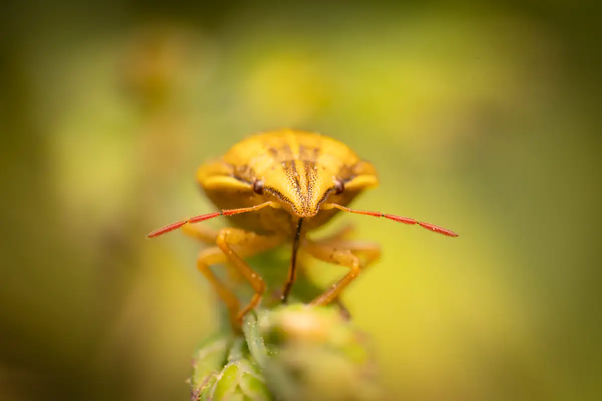 Bishop's Mitre Shield Bug – No. 2