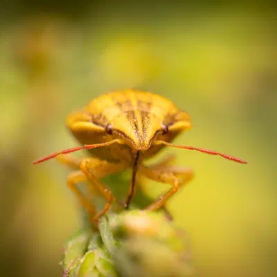 Bishop's Mitre Shield Bug