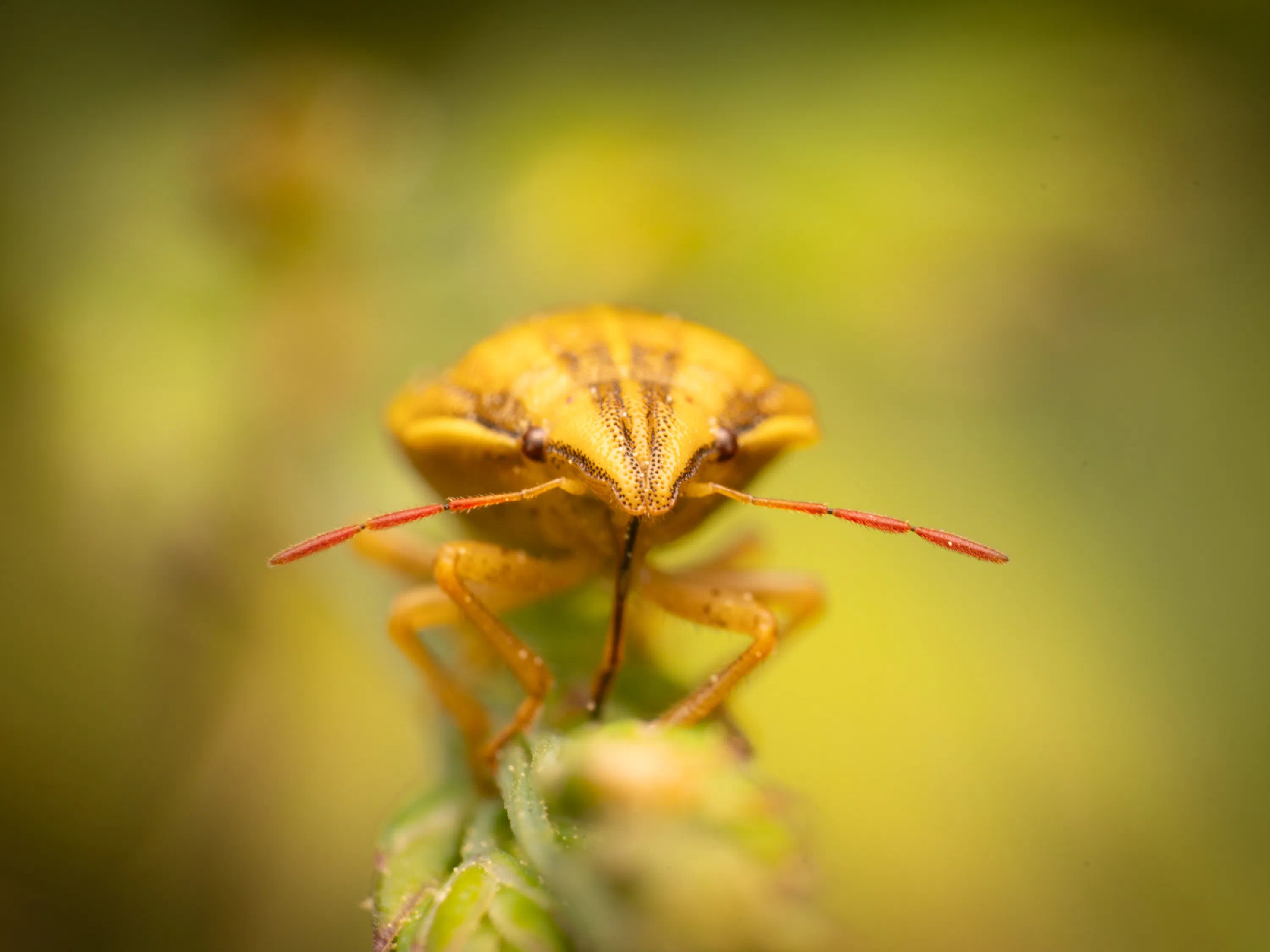 Aelia acuminata
