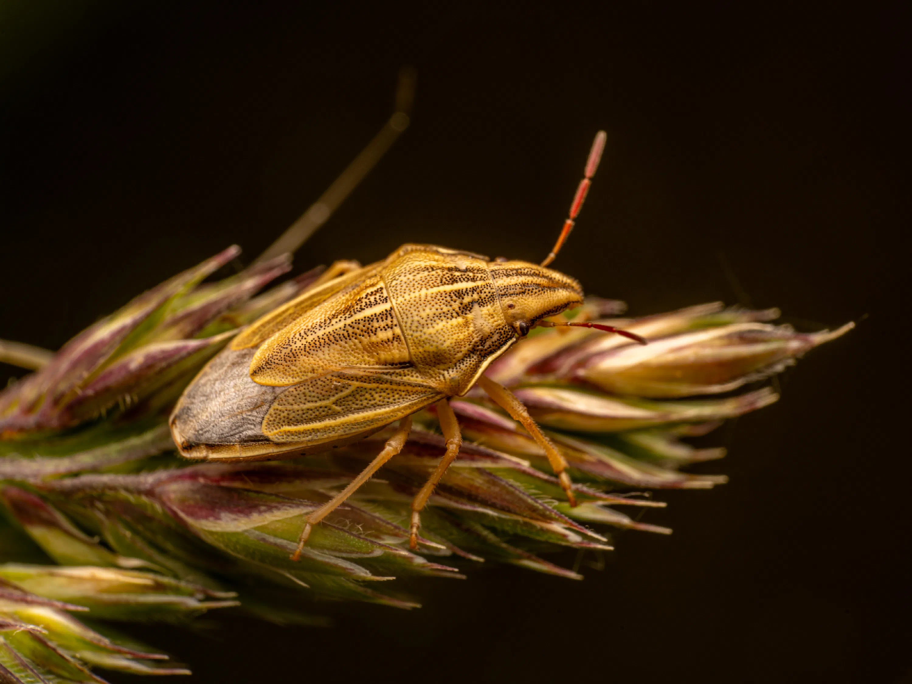 Aelia acuminata
