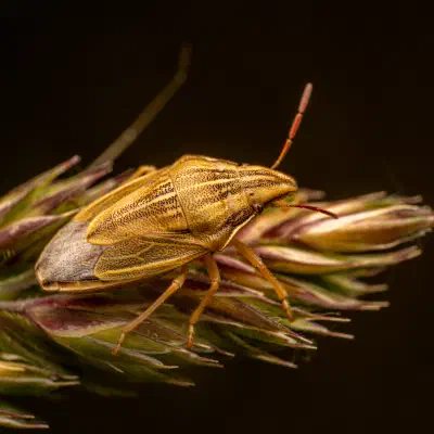 Aelia acuminata