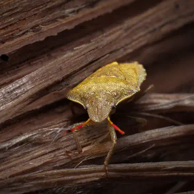 Piezodorus lituratus