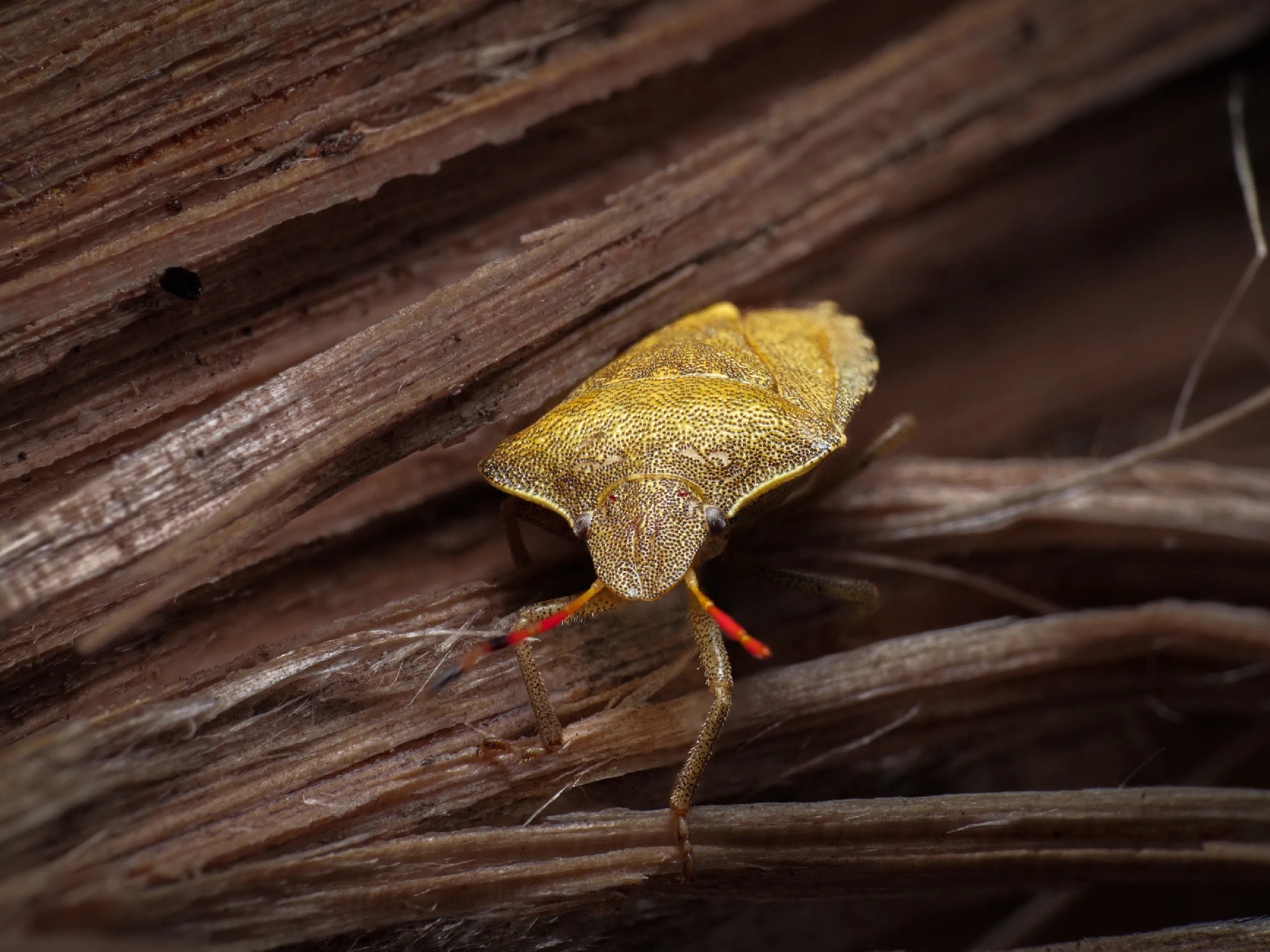Piezodorus lituratus