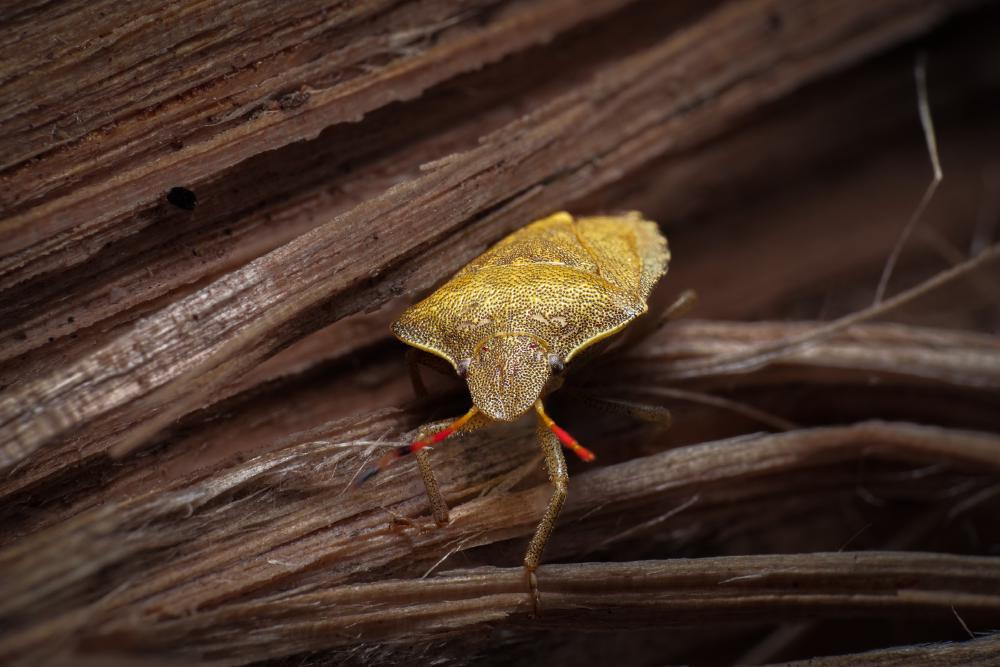 September 8, 2023 – Issue No. 21
– Issue No. 21: “Gorse Shield Bug“ Gorse Shield Bug