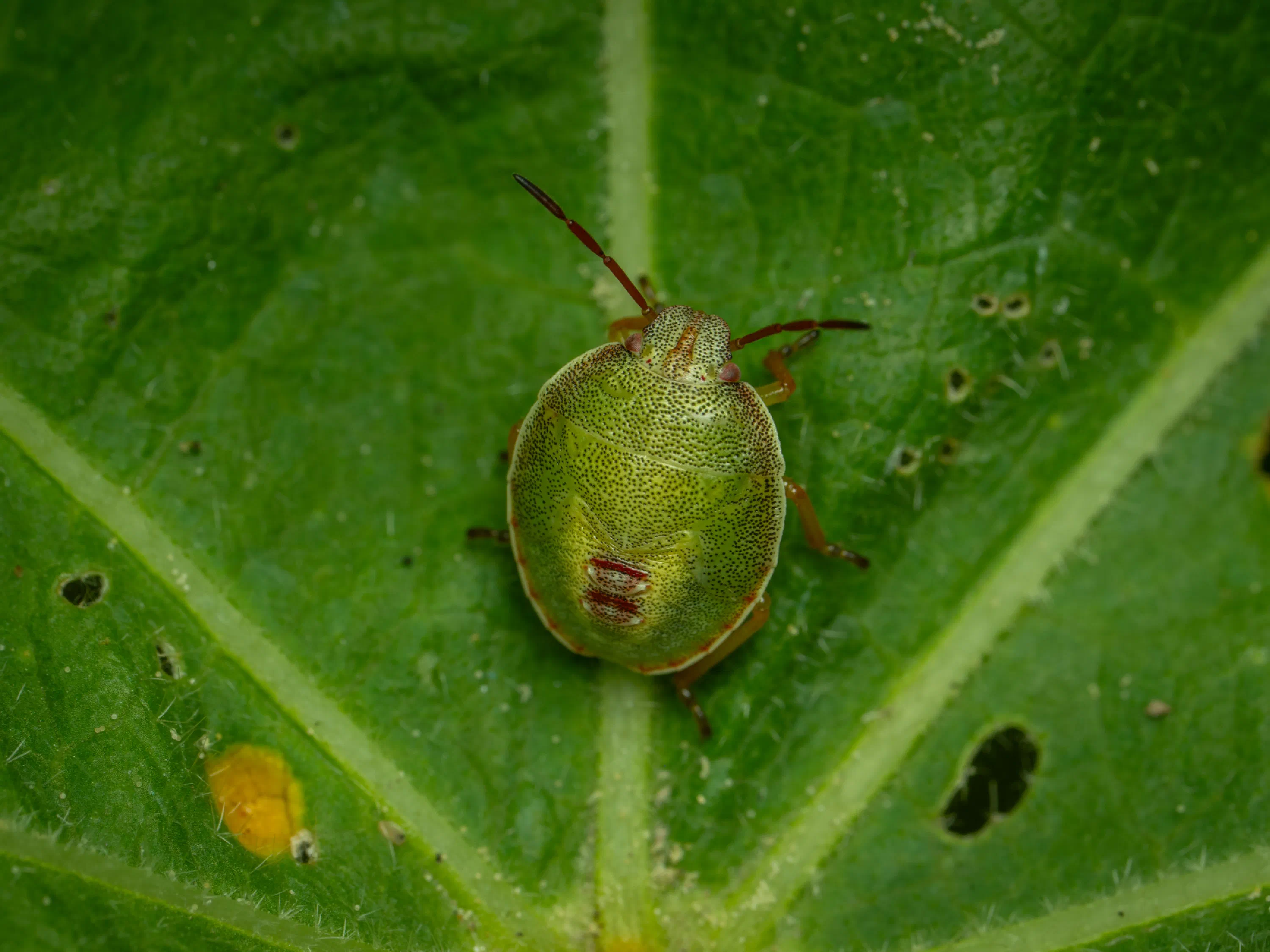 Piezodorus lituratus