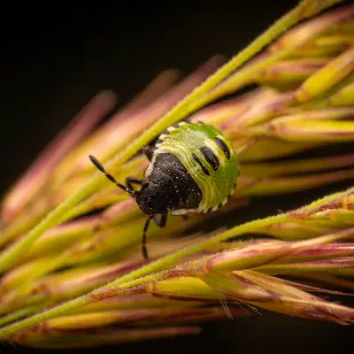 Green Shield Bug
