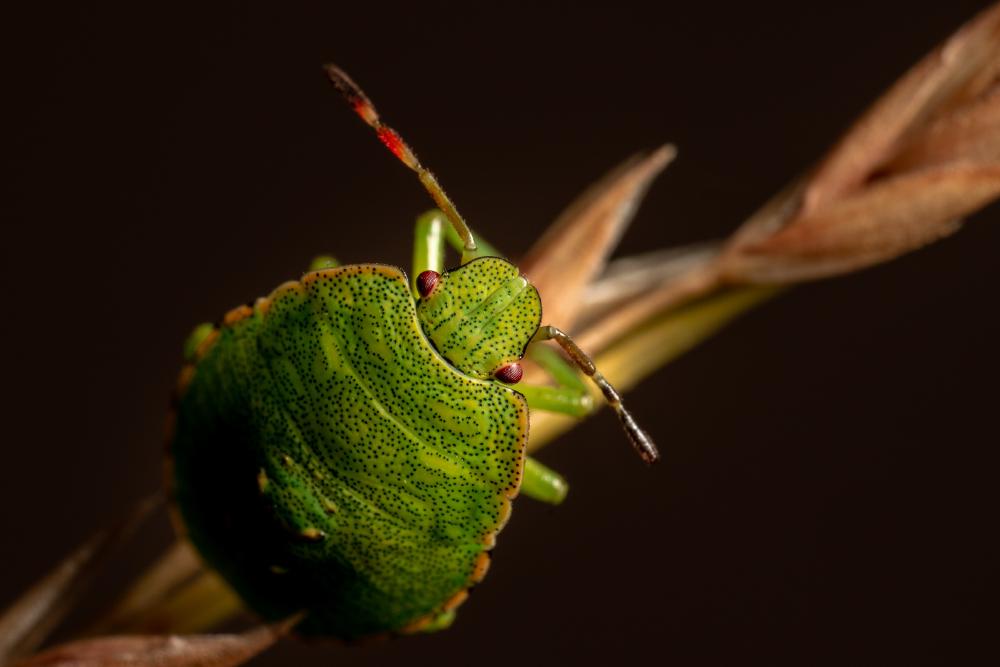 October 3, 2023 – Issue No. 46
– Issue No. 46: “Green Shield Bug“ Green Shield Bug