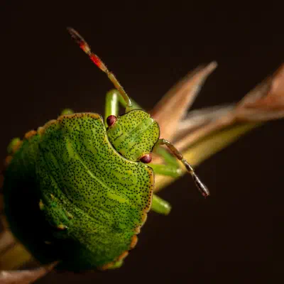Green Shield Bug
